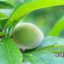 홍천노내골농장