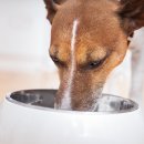 강북24시 N동물의료센터 이미지