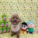 푸드르르 이미지