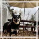 드림애견학교 이미지