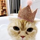 잔다냥 강동점 이미지