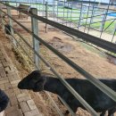 대가리 염소 농장 이미지