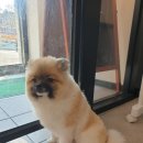 응암애견 이미지