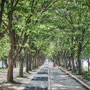 황금비늘 테마거리 이미지