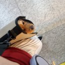 심바동물병원 | 이수역 동물병원 과잉진료없는 4년차 단골 병원 추천 심바동물병원