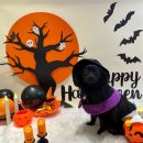 퍼피글랫 이미지