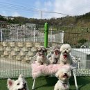 에떼르넬 슈슈 이미지