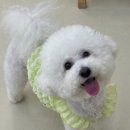 털로 덮인 친구들 이미지
