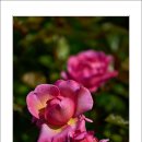 호수공원14로 이미지