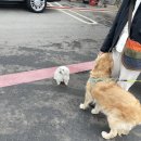 루이네워시존 이미지