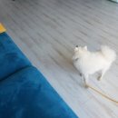 까망봉다리 이미지