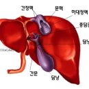 (1) 肝臟(간장) ; 膽囊(담낭) 이미지