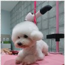 애견마당 네이버블로그