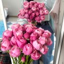 4-H농장 | W11. 촬영 생화부케 | 실바장미 부케, 생화부케, 생화장미 택배주문 추천 부전 장미농장