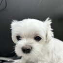 도루몽실 이미지