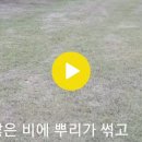 물 폭탄에 잔디도 물에 잠겨 성장을 못하고 썩어가네요. 이미지