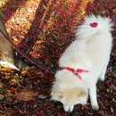 꽃길만 걷게 해줄'개' 이미지