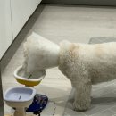 제천 그레이스 동물병원 | 제천 | 그레이스 동물 병원 강아지 귀 밑 종양(섬유종양,양성종양)제거수술 과정, 후기