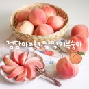 원탑농원 | 맛있는딱복 딱딱이복숭아 후숙방법 | 정담아농원 복숭아택배 후기