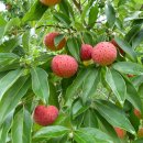 산딸나무 [Cornus kousa] 이미지