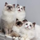 랙돌 캐터리 아이돌스(IDOLLS) 이미지