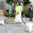 써니독 이미지