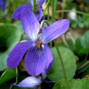 행복한가 이미지