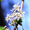 커피나무 이미지