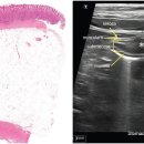 웨스턴 동물의료센터 이미지