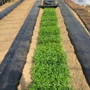 일수농약사 이미지