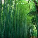 대나무주유소 이미지