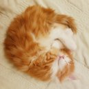 개밥주는고양이 이미지