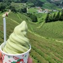 초록잎이 펼치는 세상 이미지