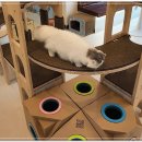 아이조아 캣파크 서울점 이미지