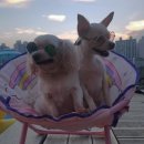 댕댕월드 이미지