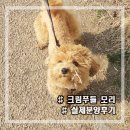 모리펫샵 | 실제분양후기로 돌아온 푸들 모리의 소식들!