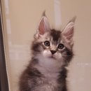 티피쿤(TIPPYCOON) 이미지