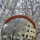 쏭쏭이야기 | 불광천 벚꽃놀이 후기 (은평의봄 행사 + 카페 코쉬 + 가족 나들이🌸)