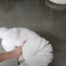 안산 꽃집 [꽃,시월] 웨딩촬영부케 주문후기 /가성비꽃집