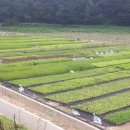 돈이농장 이미지