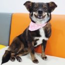 김태화동물병원 이미지