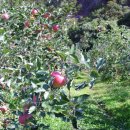 가는골농장 이미지