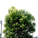 집에 피는 상록활엽수 36번째 : 당광나무(제주광나무) 이미지