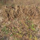 안골농원 이미지