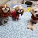 래미