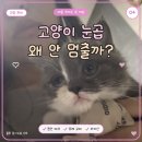 눈꼽 | 고양이 눈꼽 심한 이유, 응급처치법, 처방약 후기