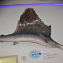 돛새치 이미지