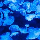 최용화 복싱클럽 이미지