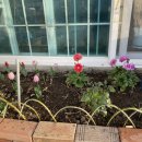 언제나봄날 민박 이미지