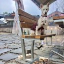 복사나무집